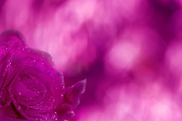 抽象的粉红色背景与玫瑰花图片下载