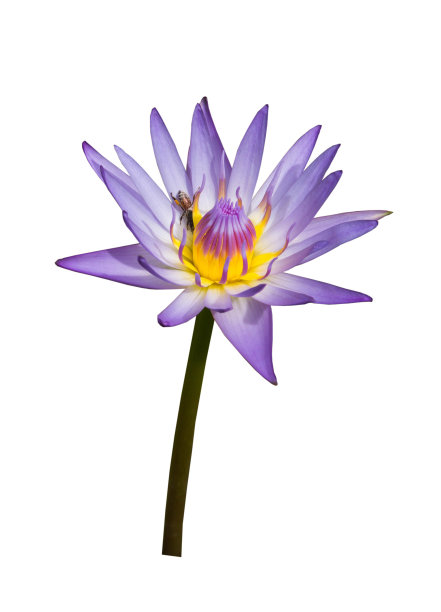 紫色的莲花图片下载