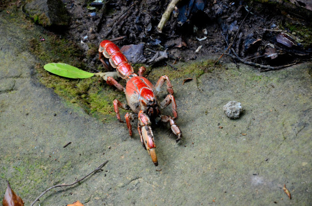 红泥龙虾在海滩上散步图片下载