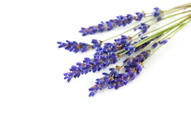 薰衣草属植物，花鲜芳香，孤立于白色上图片下载