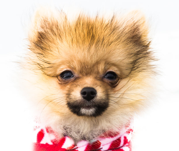 波美拉尼亚的图片下载