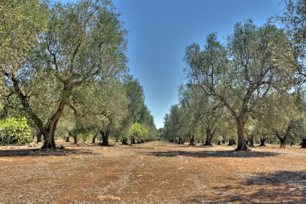 HDR -橄榄树图片下载
