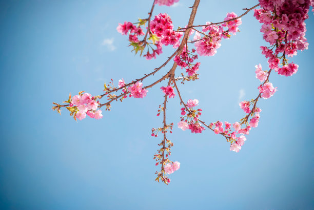 樱花图片下载
