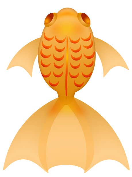 奇特的金鱼插图顶视图孤立在白色图片下载