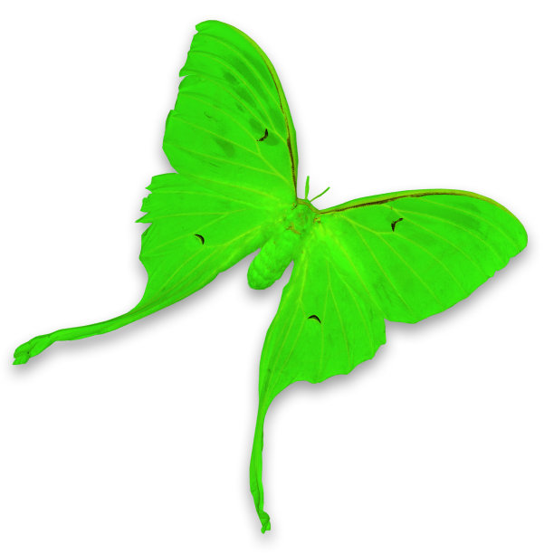 绿色的蝴蝶图片下载