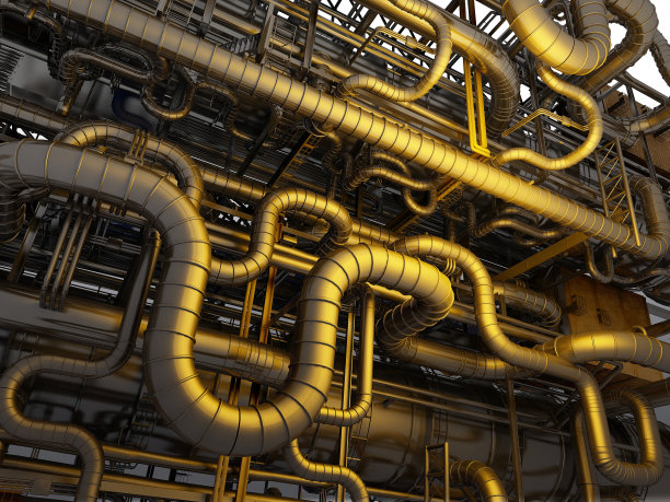 这种植物图片下载