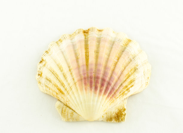 壳牌独立图片下载