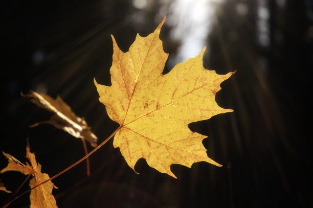 阳光黄枫叶图片下载