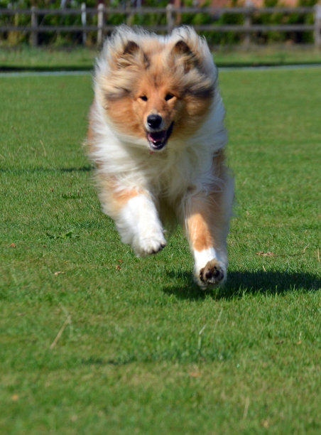 粗糙的牧羊犬在公园里奔跑图片下载