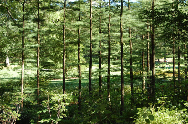 林木线图片下载