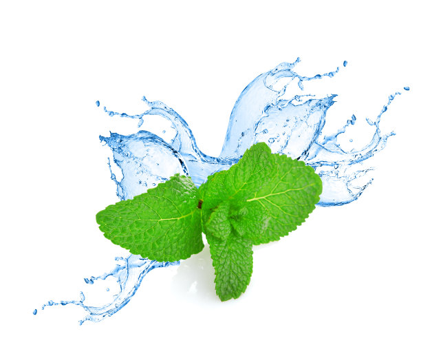 薄荷叶溅水图片下载