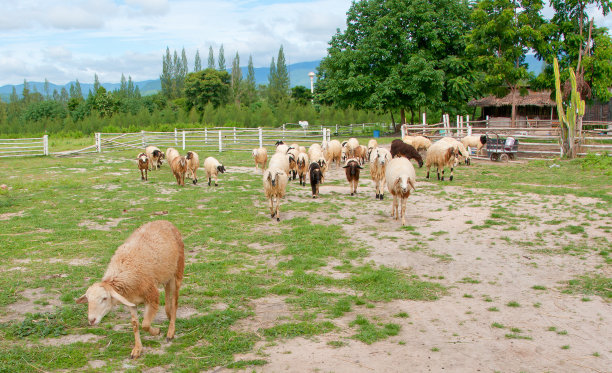 群绵羊图片下载