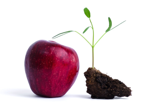 红苹果图片下载