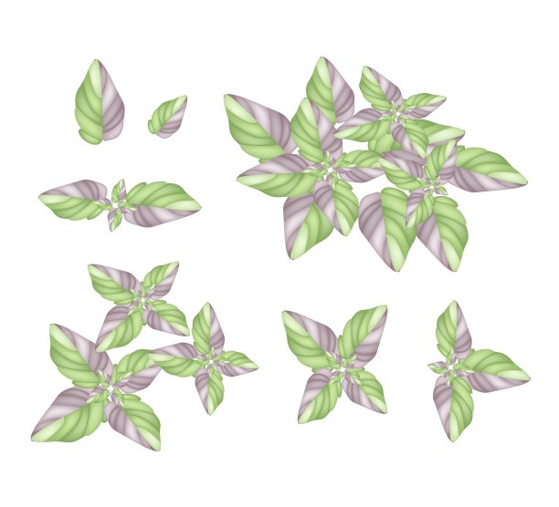 一组刺科植物在白色的背景图片下载