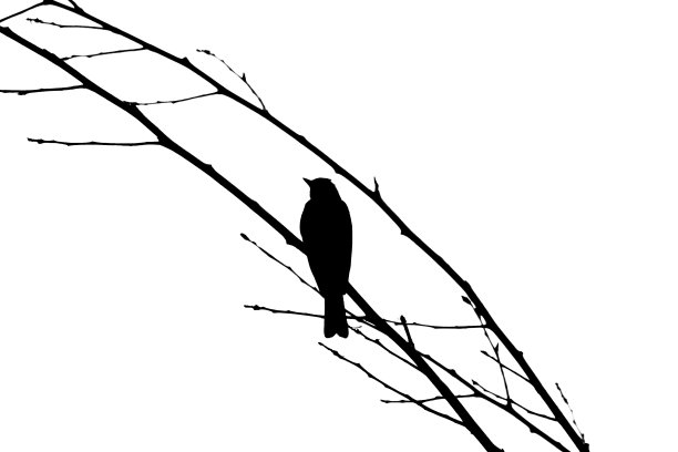 树枝上的鸟图片下载