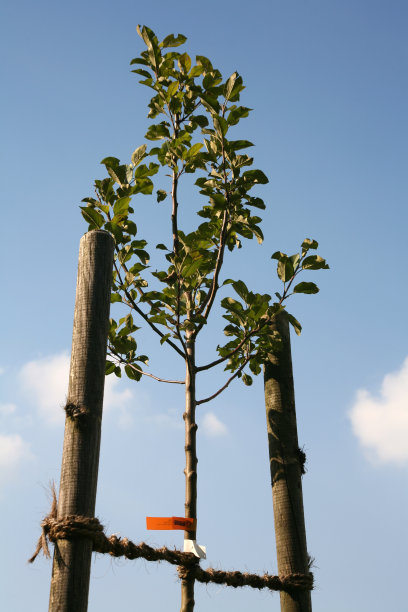 年轻的苹果树图片下载