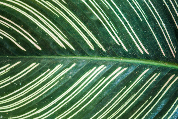 叶面背景有绿白线图片下载