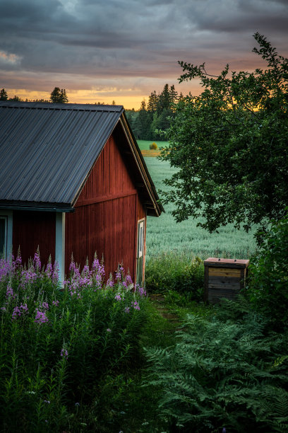 夕阳下的红洒图片下载