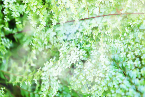 绿叶纹理背景图片下载