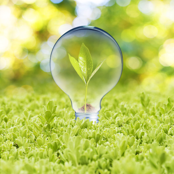 灯泡内的植物图片下载