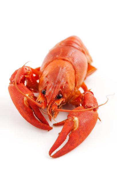小龙虾图片下载