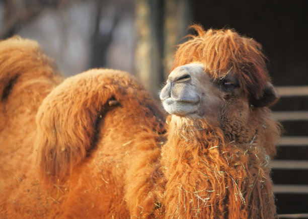 骆驼在动物园图片下载