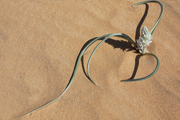 沙漠中的白色花瓣植物。图片下载