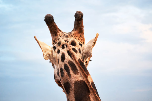 长颈鹿的后头映衬着天空的背景图片下载