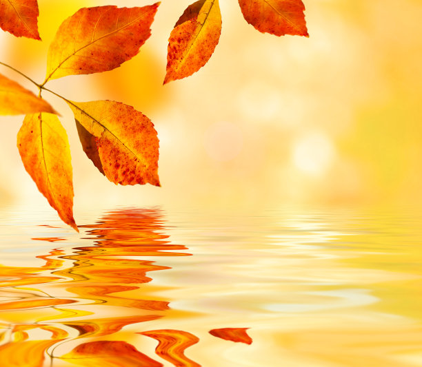 秋叶背景图片下载