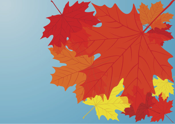 秋天的枫叶。图片下载