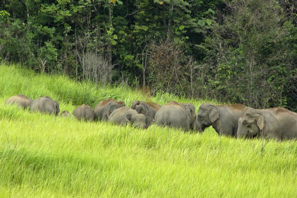 亚洲大象图片下载