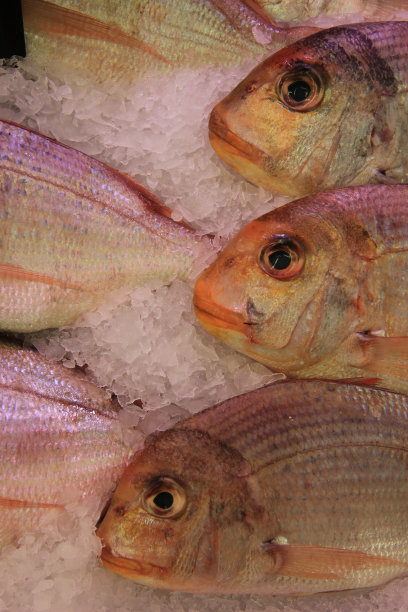 Gilt-head鲤科鱼图片下载