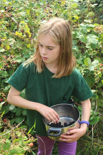 女孩摘黑莓图片下载