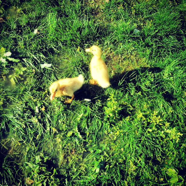 小鸭子图片下载