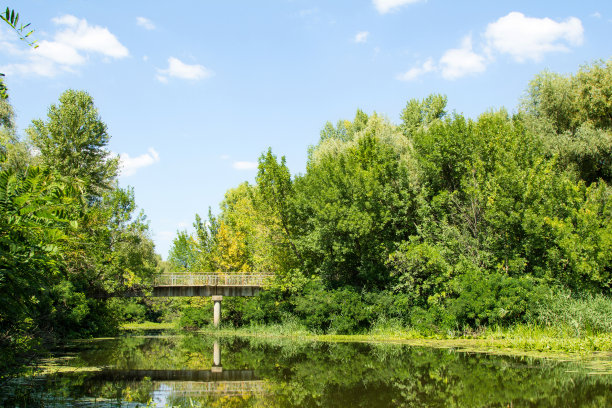带桥的公园图片下载