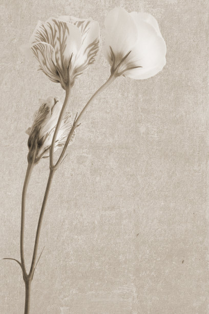 颓废的复古纹理与爱尔兰玫瑰枝图片下载