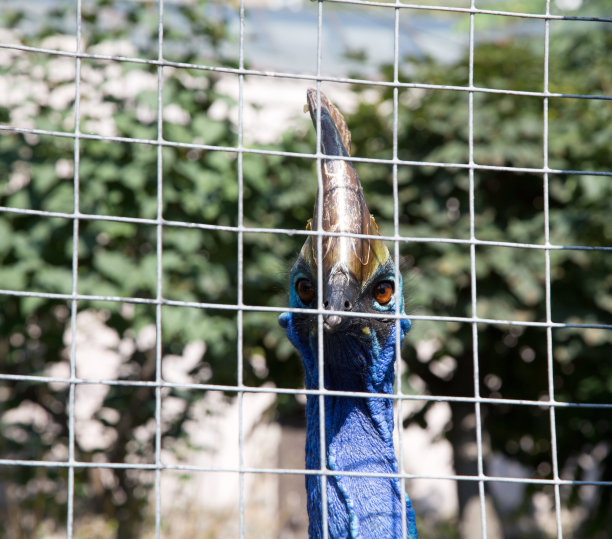 食火鸡的巨大形象图片下载