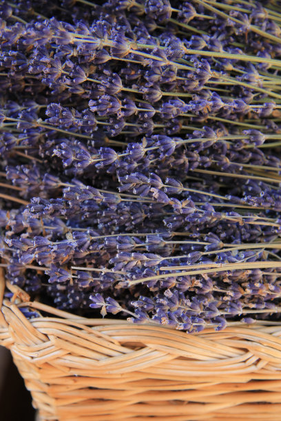 柳条篮子里的薰衣草图片下载