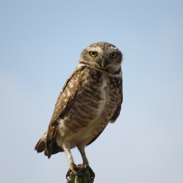 猫头鹰图片下载