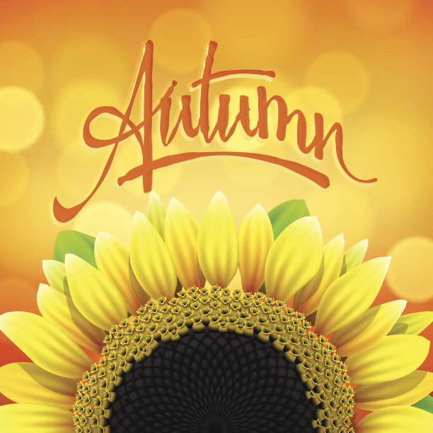 花的秋天背景与向日葵图片下载