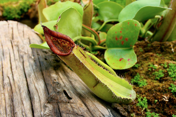 热带植物投手图片下载