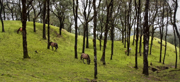 野马。图片下载