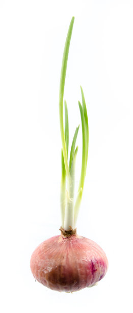 洋葱鳞茎图片下载