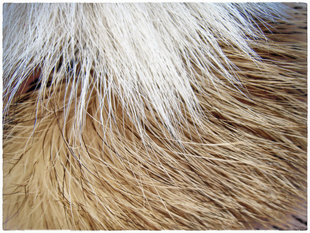 狗的皮毛背景图片下载