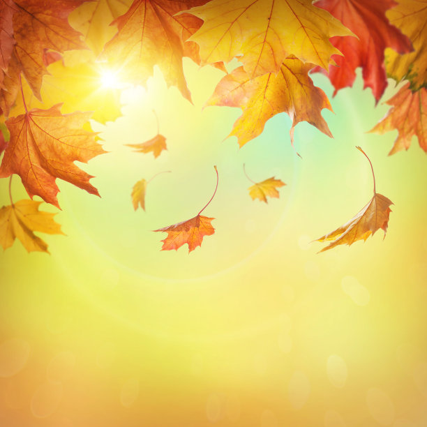 秋天的落叶图片下载