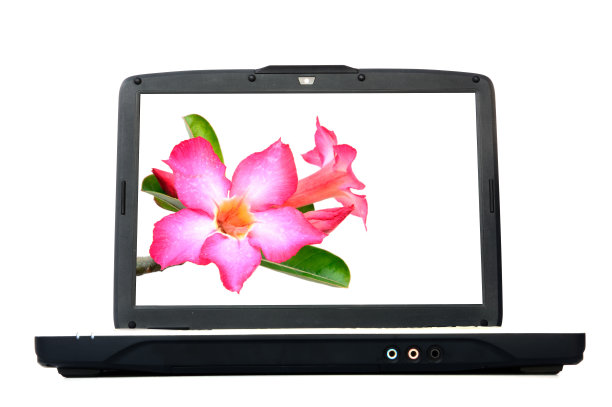 带沙漠玫瑰花的笔记本电脑显示器图片下载