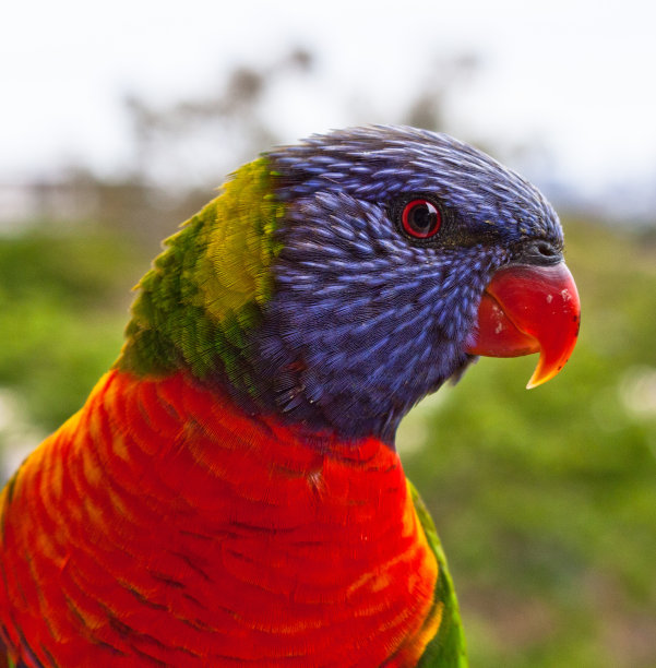 彩虹吸蜜鹦鹉图片下载