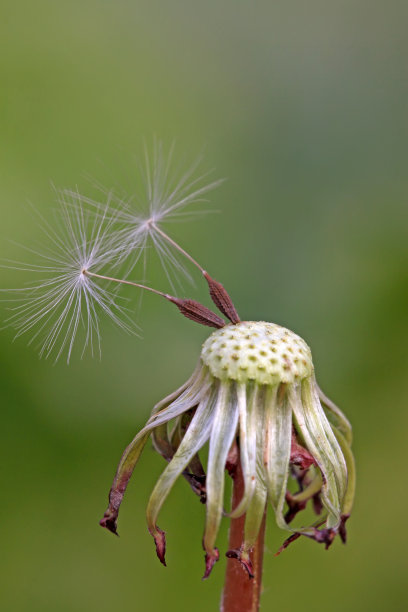 蒲公英的种子图片下载