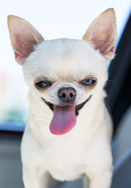 可爱吉娃娃的肖像图片下载