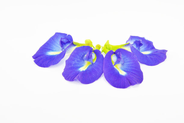 孤立的紫色花朵图片下载